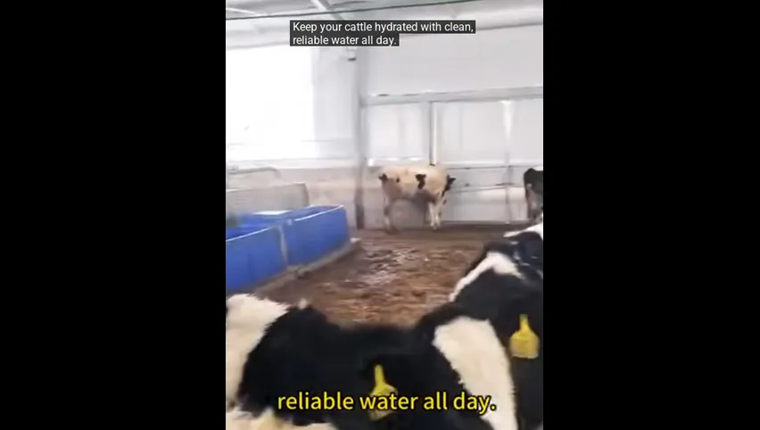 Cow Immobiliser