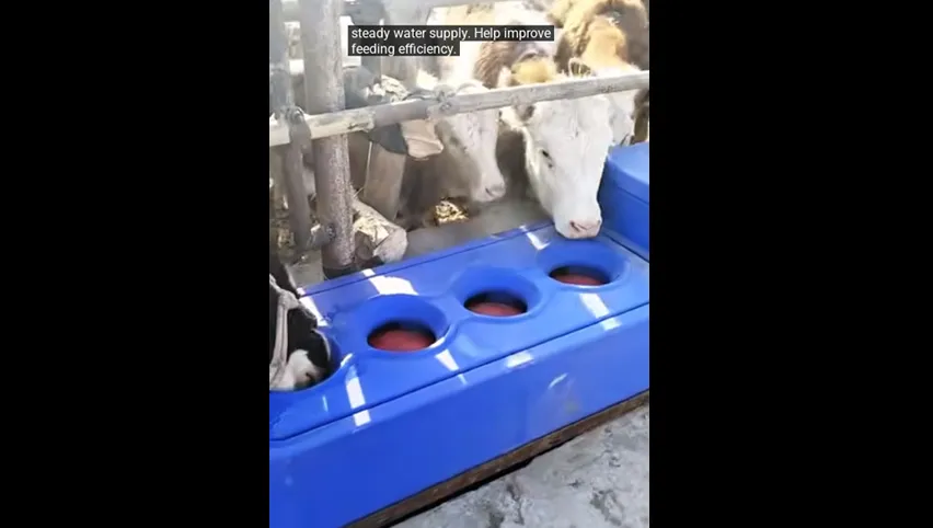 Heated Water Trough for Goats