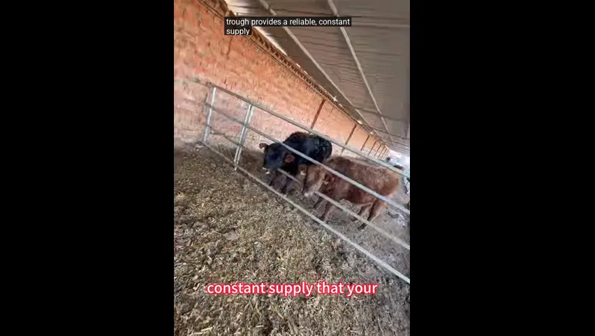 Stainless Cattle Trough