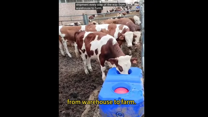 Stainless Steel Cattle Trough