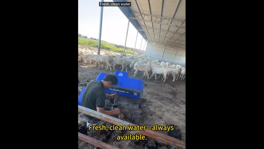 Stainless Steel Cow Trough