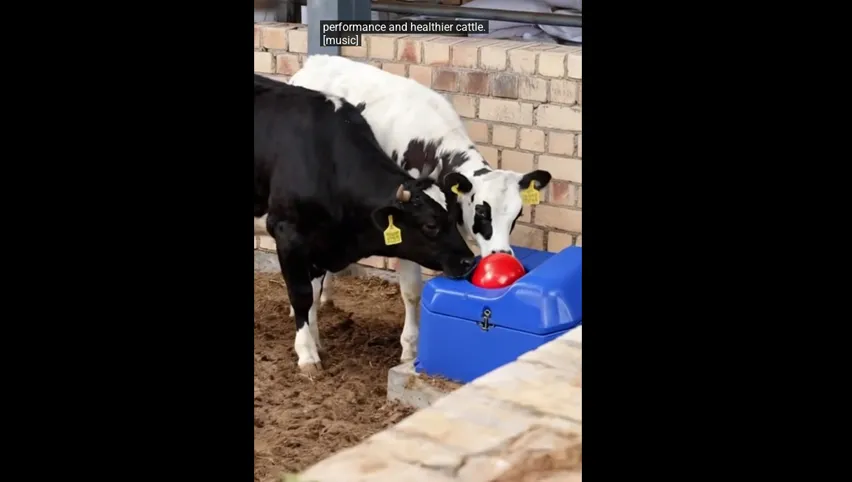 Water Drinking Bowl for Cattle