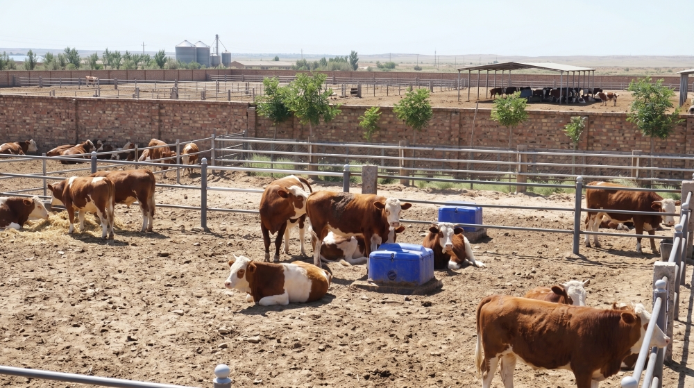 Terrui food-grade 304 stainless steel panel water trough with insulated PE housing for optimized dairy herd hygiene. Terrui food-grade 304 stainless steel panel water trough with insulated PE housing for optimized dairy herd hygiene.