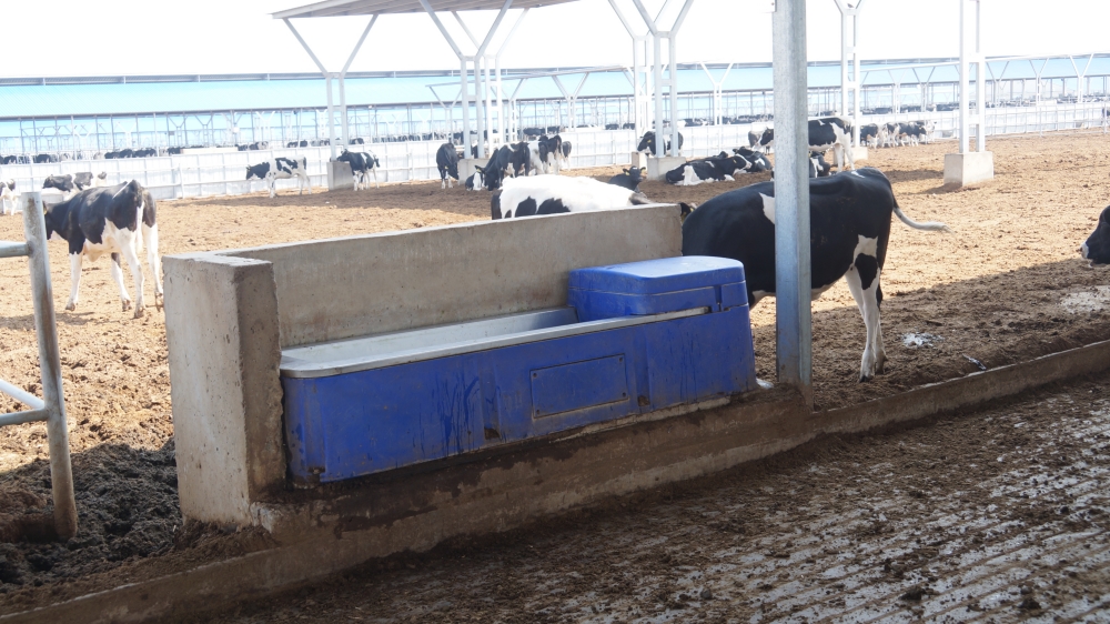 Terrui food-grade 304 stainless steel panel water trough with insulated PE housing for optimized dairy herd hygiene. Terrui food-grade 304 stainless steel panel water trough with insulated PE housing for optimized dairy herd hygiene.