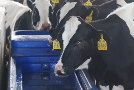 1-Inch Sealed Float Valve: Resolving the “Empty Tank Crisis” in High-Density Free-Stall Barns