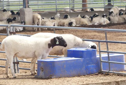 1.7m Specific Linear Span and Herd Hydration Kinetics: An Engineering Approach to Automated Ovine Hydration Systems