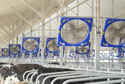 Strategic Evaluation: Managing Airflow Sensitivity in Calf Hutches with 38-Inch Circulation Fans