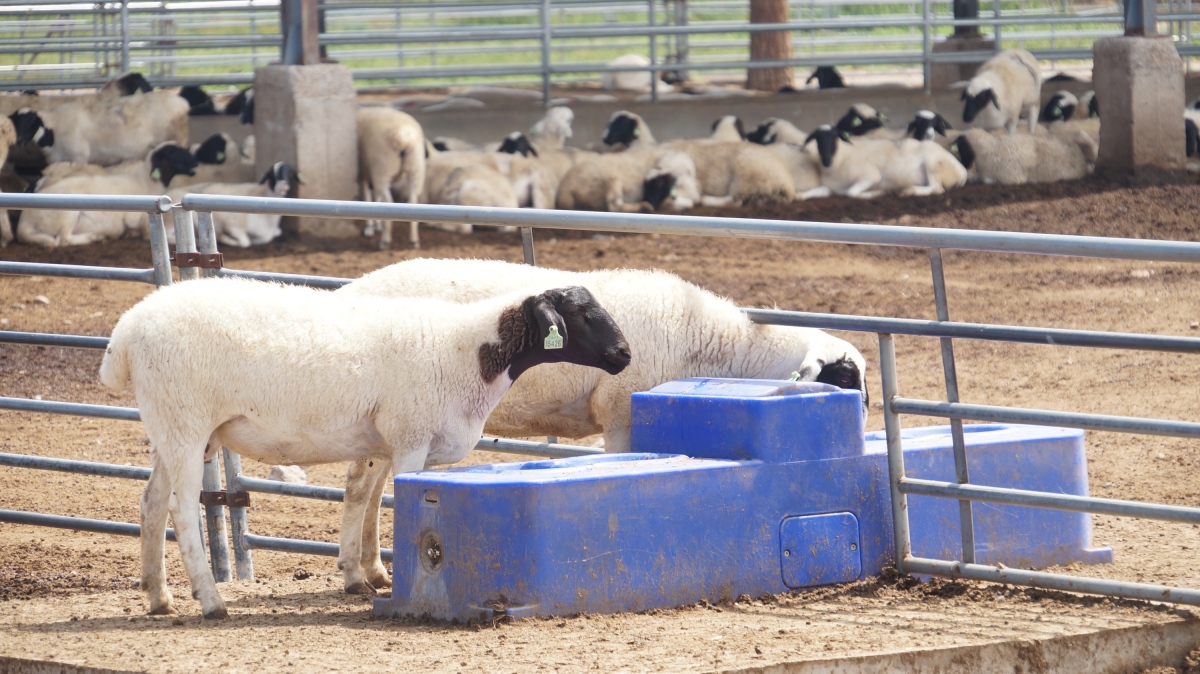 Terrui 1.7m (5.1ft.) automated sheep water trough optimized for herd hydration kinetics with roto-molded polyethylene and float valve.