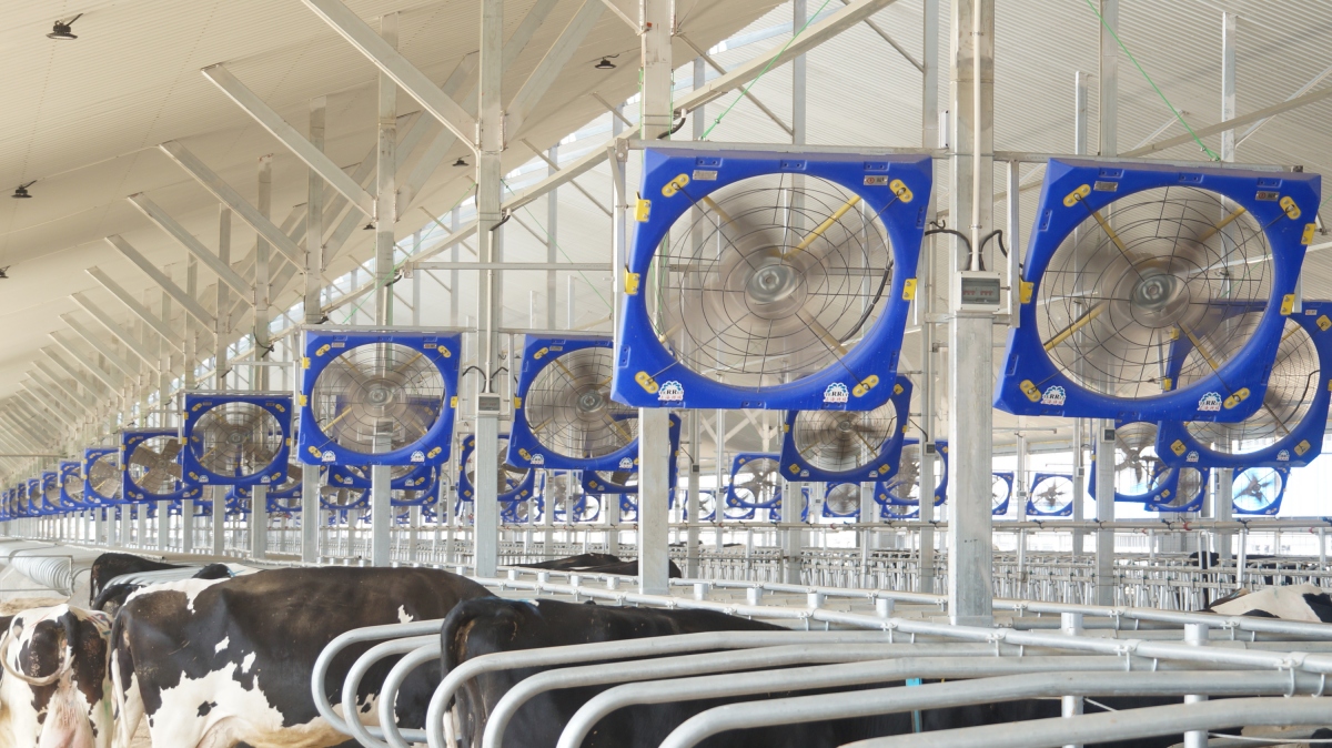 Terrui 38-inch circulation fan with 115-A motor for calf hutch micro-climate and ammonia control. Terrui 38-inch circulation fan with 115-A motor for calf hutch micro-climate and ammonia control.