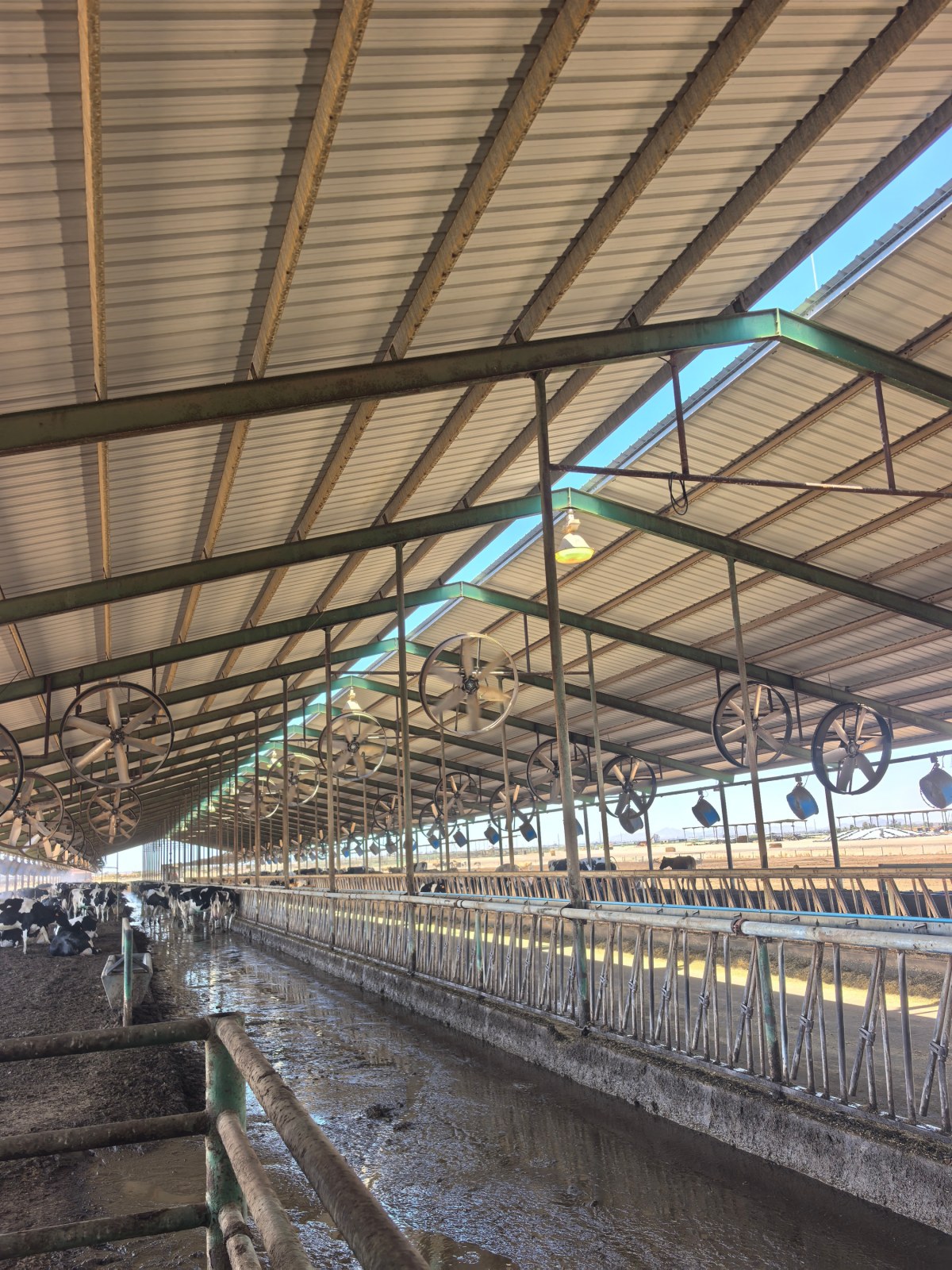 Terrui 72-inch circulation fan with 254 motor for quiet cow resting and rumination environment management. Terrui 72-inch circulation fan with 254 motor for quiet cow resting and rumination environment management.