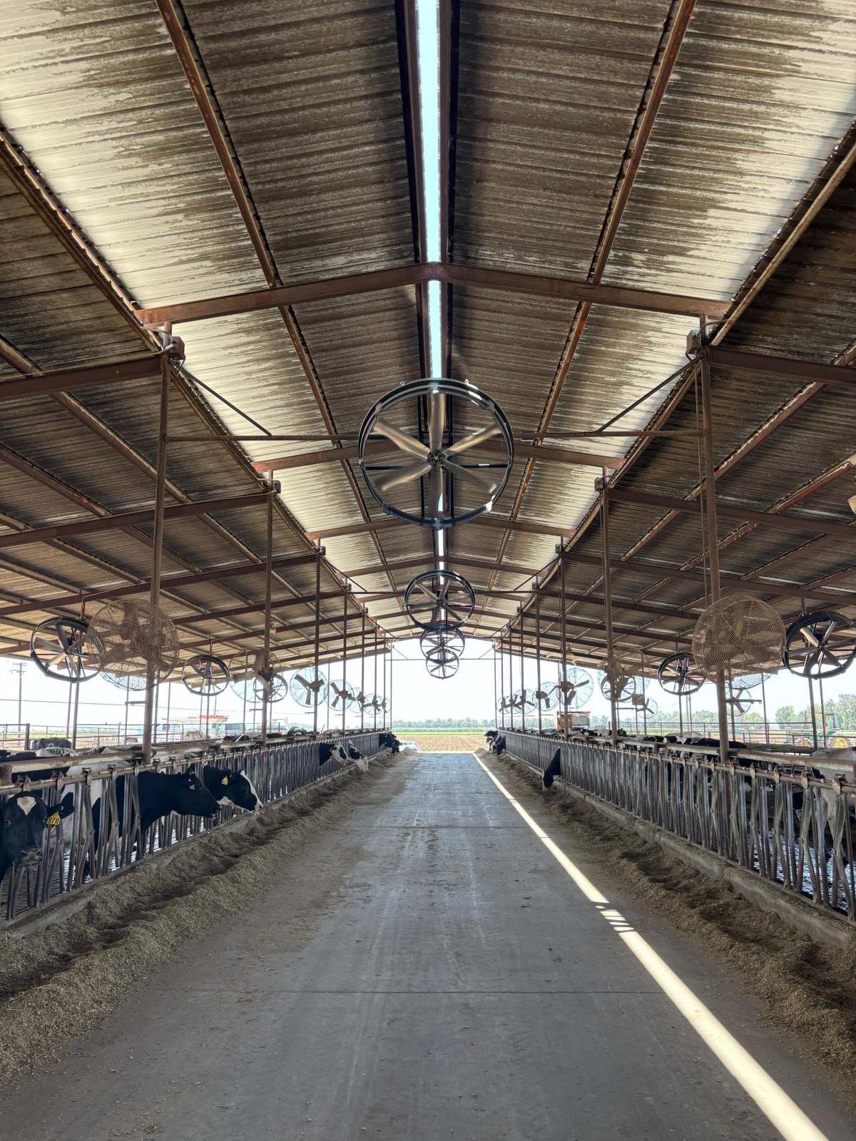 Terrui circulation fan with PMSM motor for winter ammonia management and breathing zone purification in cattle barns. Terrui circulation fan with PMSM motor for winter ammonia management and breathing zone purification in cattle barns.