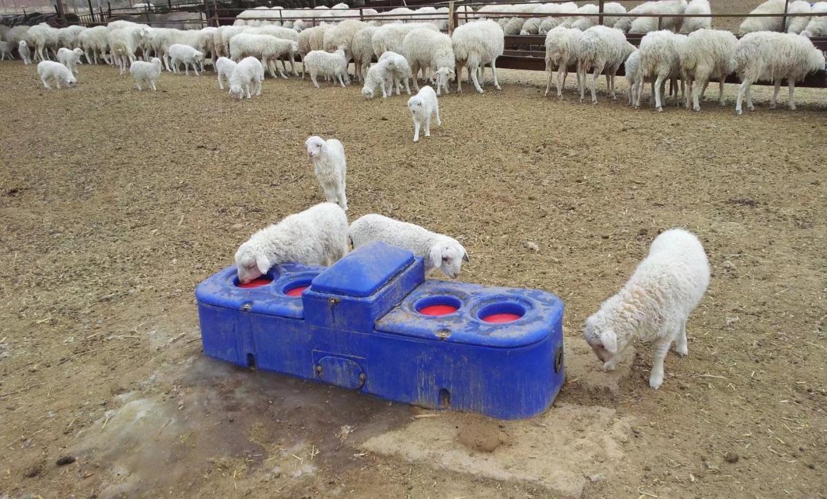 Terrui temperature-controlled blue livestock auto waterer featuring chemical-resistant fluororubber seals to withstand high-salinity groundwater degradation. Terrui temperature-controlled blue livestock auto waterer featuring chemical-resistant fluororubber seals to withstand high-salinity groundwater degradation.