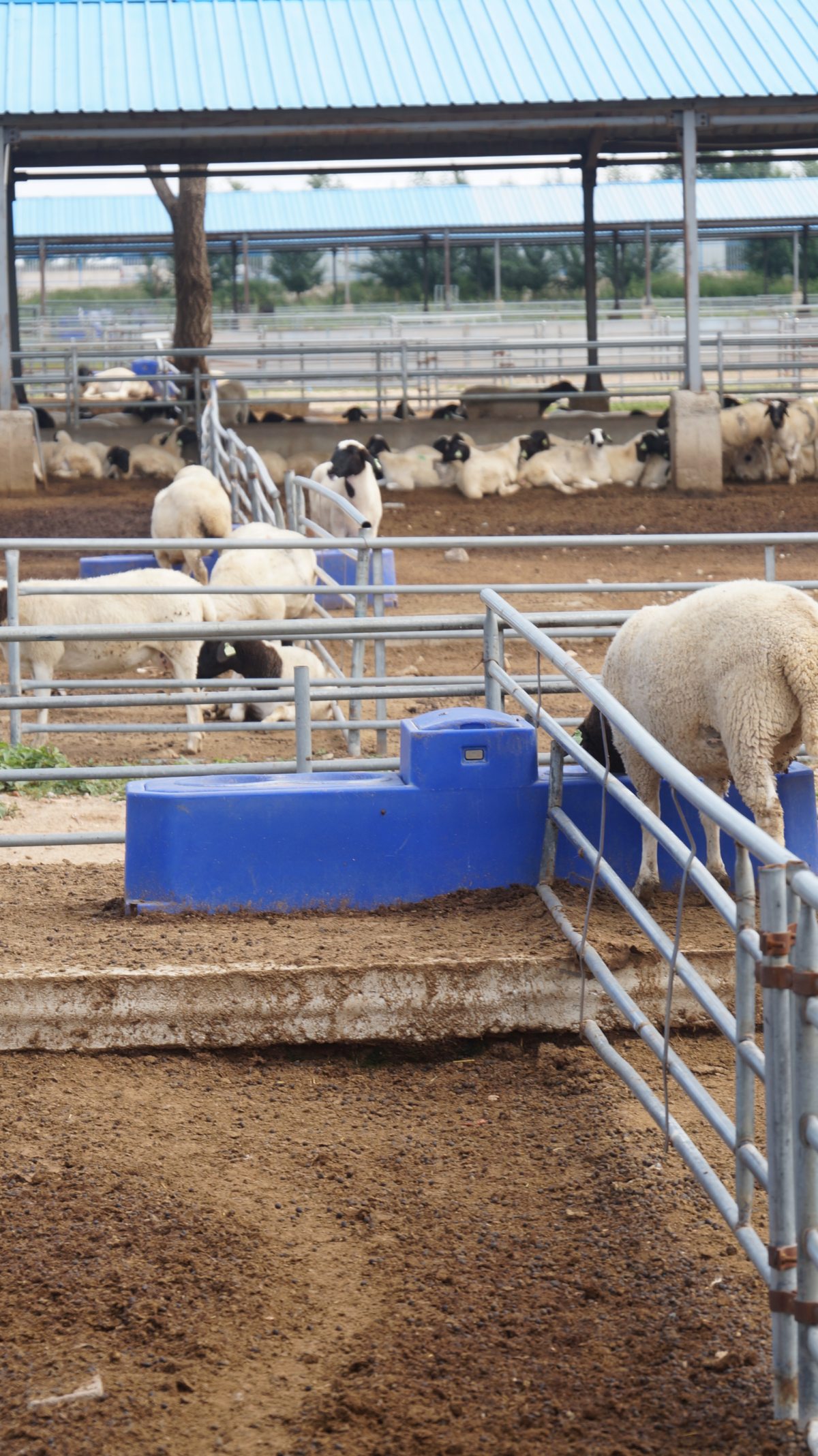 Terrui 1-inch sealed float valve mechanism with 120L/min flow rate for free-stall barn water trough. Terrui 1-inch sealed float valve mechanism with 120L/min flow rate for free-stall barn water trough.