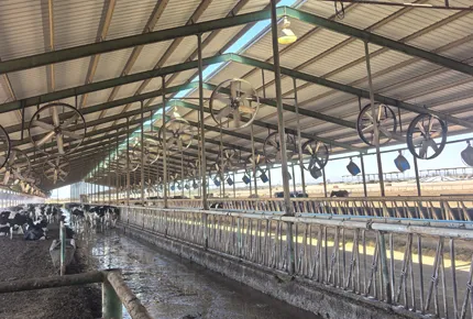 The Silent ROI of Low-Speed Ventilation: How 480 R/min Operation Preserves Cow Resting Hours