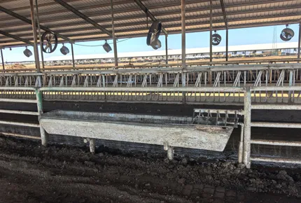 72-Inch Circulation Fans: The “Sweet Spot” for Barn Layouts