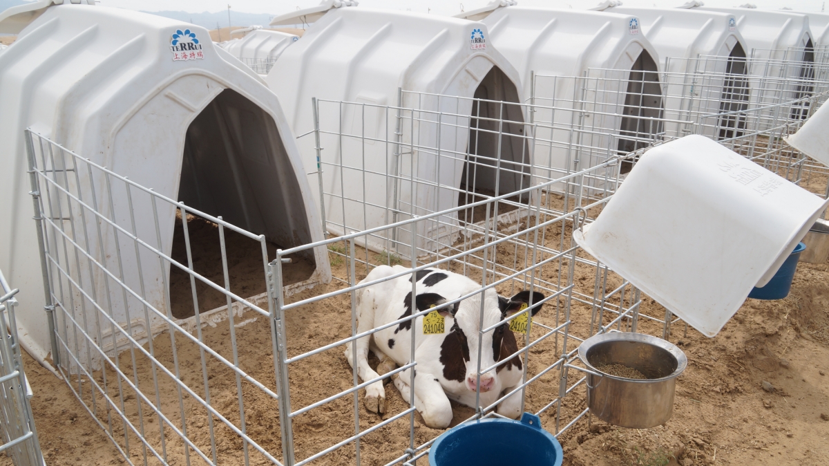 Roto-molded polyethylene calf hutch shell featuring integrated adjustable rear ventilation discs to manage microclimate and prevent respiratory disease.
