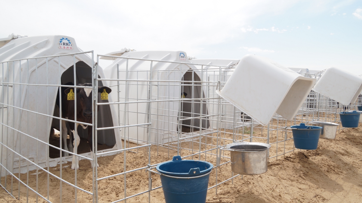 Roto-molded 36.5KGS LLDPE individual calf housing with 2.88 square meters interior space and 8mm hot-dip galvanized steel fence yard.
