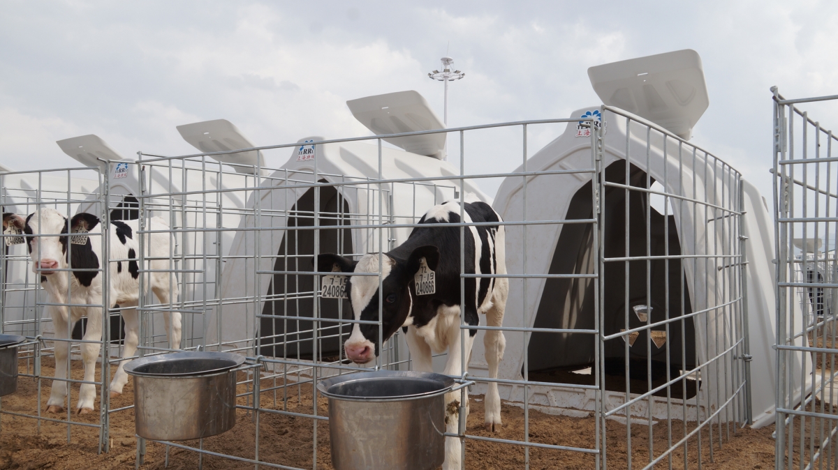 Roto-molded 36.5KGS LLDPE individual calf housing with 2.88 square meters interior space and 8mm hot-dip galvanized steel fence yard.
