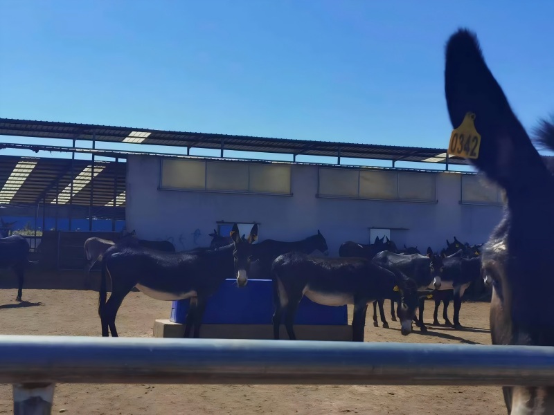 A heavy duty roto molded livestock waterer maintaining static equilibrium next to a cattle fence corral panel without anchor bolts