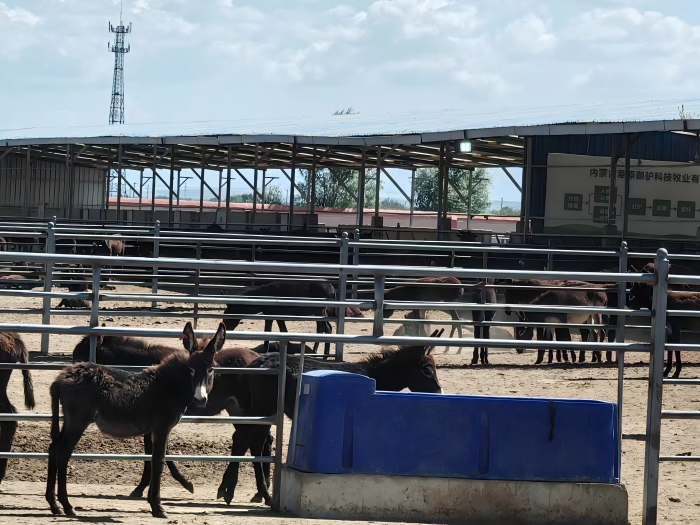 Efficient heated water trough paired with high-volume cattle ventilation fans for winter barn micro-climate control and automated frost-free hydration.