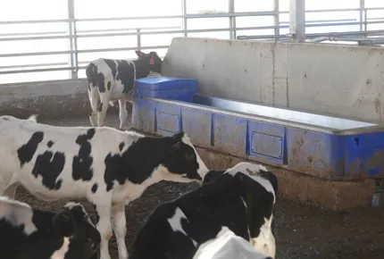 Automatic Cattle Waterer: High Flow Float Valve Prevents Water Deficit
