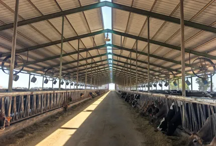 Dairy Barn Ventilation System with CFD Guide Vanes Optimizes Long Distance Airflow