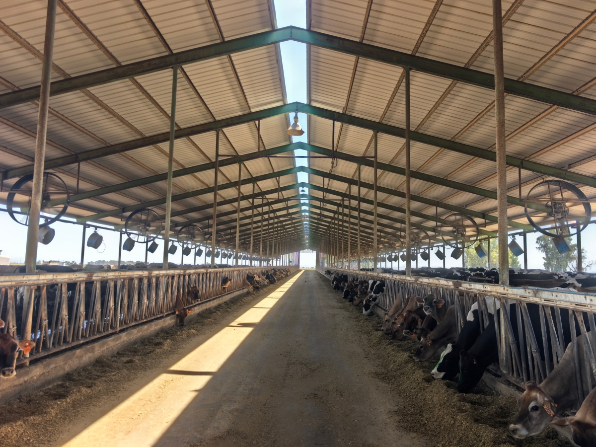 Terrui high-strength fiberglass wall fan for dairy barn ventilation, showcasing integrated CFD guide vanes for extended livestock cooling alignment Terrui high-strength fiberglass wall fan for dairy barn ventilation, showcasing integrated CFD guide vanes for extended livestock cooling alignment