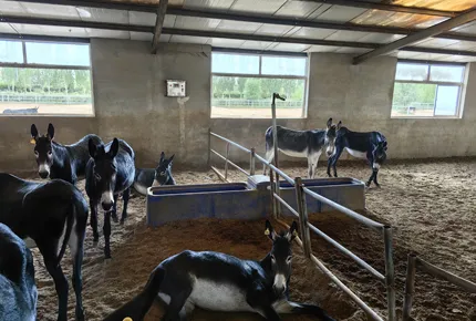 Hydrodynamic Noise Reduction: High Flow Float Valve Mechanics in Livestock Waterers