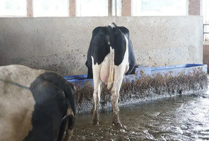 Thermodynamic Control in Sub Zero Barns: Automatic Electronics of Smart Waterer