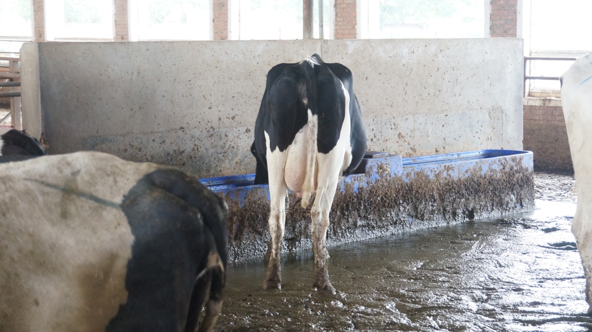 Intelligent heated livestock waterer featuring smart electronic control box and 1200W integrated thermodynamic heating element