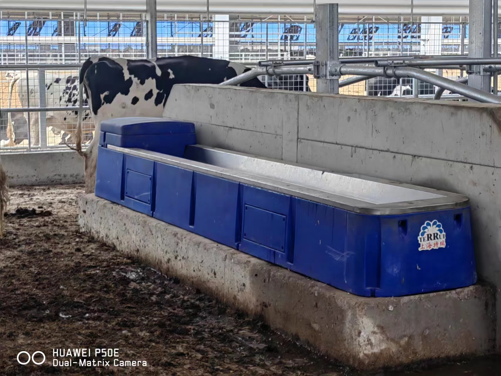 Open access 2.25 meter livestock water trough preventing dominance aggression and allowing subordinate cows to drink safely in dairy pens