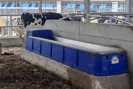 Why Fresh Cows Drink in the Dark: How Open-Access Basins Protect Subordinate Herd Mates
