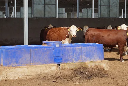 Cattle Water Drinkers: 3 Automatic Systems That Boost Milk 10%