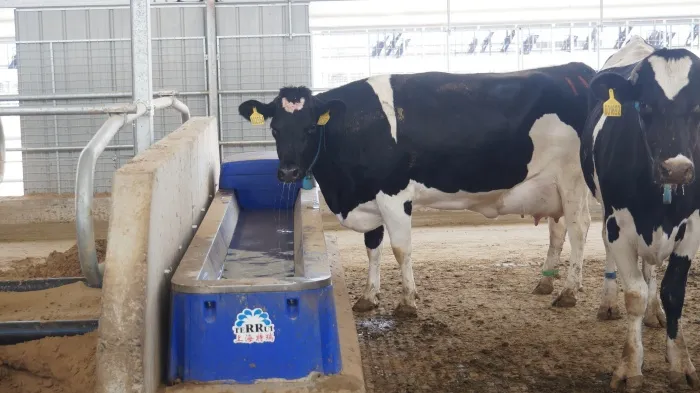 Heated stainless steel cattle water trough installed for winter use Heated stainless steel cattle water trough installed for winter use