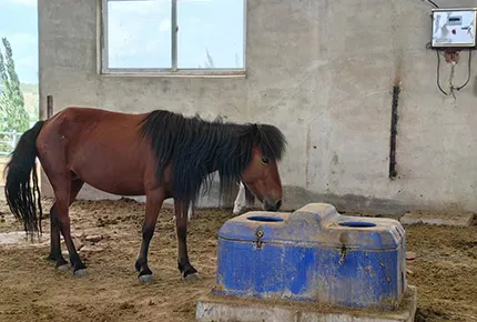 Horse Water Drinkers: Improve Hydration, Digestion, Stable Safety