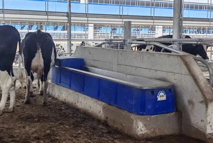 Stainless Steel Cattle Water Trough: 15+ Years, Corrosion-Proof, Industrial Grade